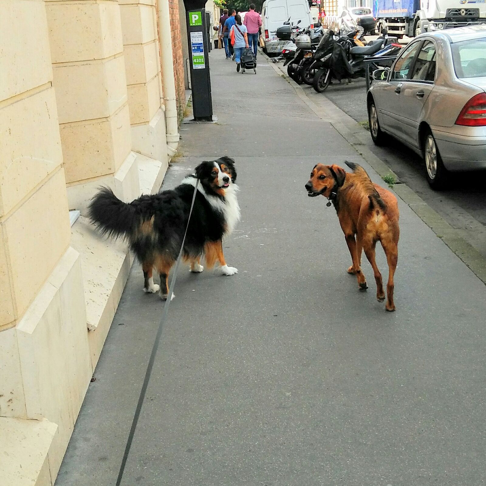 Deux chiens dans la rue